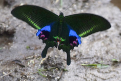 Papilio arcturus
