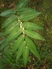Polygonatum arisanense