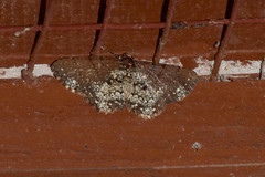 Abaciscus tristis