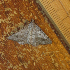Frederickia disparcata