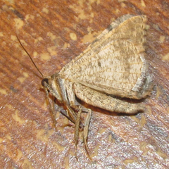 Frederickia disparcata