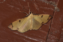 Uncobotyodes patulalis