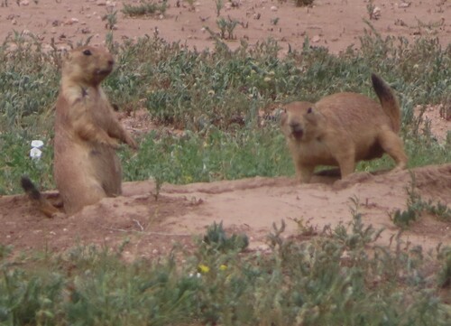 Black-tailed Prairie Dog