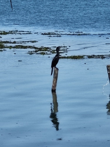 Neotropic Cormorant