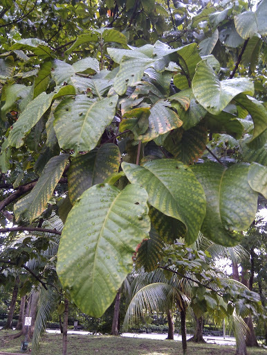 Sandoricum
