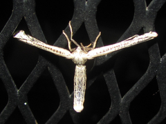Meskea dyspteraria