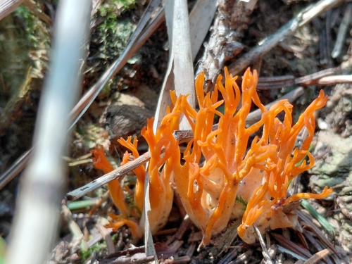 Jelly-antler