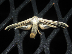 Meskea dyspteraria