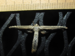 Meskea dyspteraria