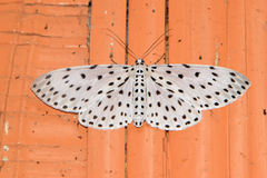 Antipercnia belluaria