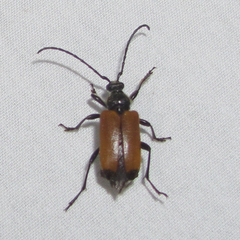 Trigonarthris atrata