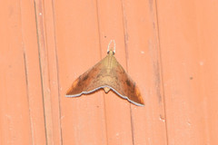 Hyalobathra