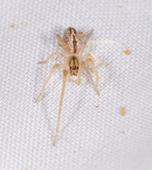 Cheiracanthium gracile