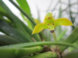 Maxillaria scorpioidea