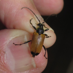 Trigonarthris atrata