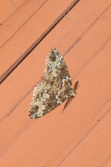 Prochasma dentilinea