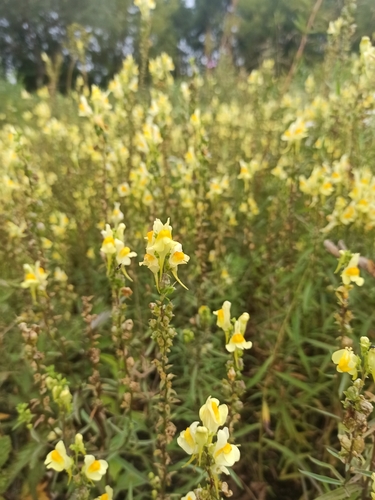 common toadflax