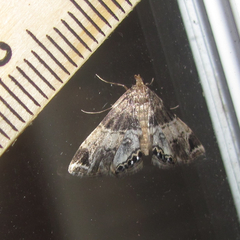 Usingeriessa brunnildalis