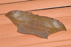 Dalima schistacearia