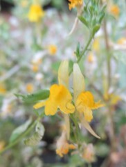 Linaria saxatilis, photograph (c) zebedeugalinha, some rights reserved (CC BY)