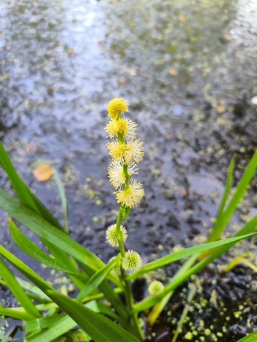 unbranched bur-reed