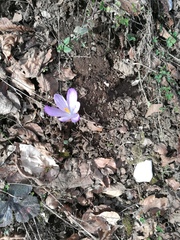 Crocus neapolitanus