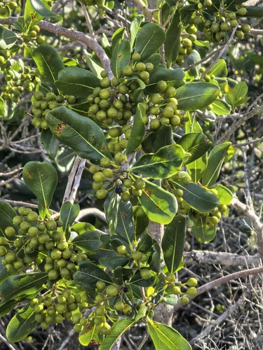Pittosporum viridiflorum, photograph 2
