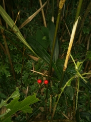 Ardisia crispa