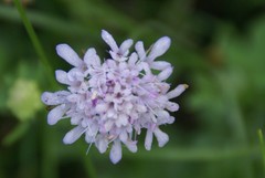 Scabiosa nitens