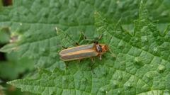 Lycocerus arisanensis