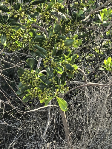 Pittosporum viridiflorum, photograph 3