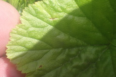 author not stated, no rights reserved Brewerimitella breweri, photograph author not stated, no rights reserved