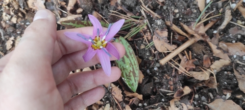 Dog's-tooth-violet