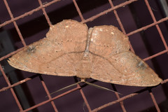 Chorodna ochreimacula