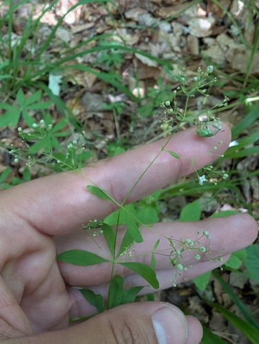 Galium sylvaticum, photograph 3
