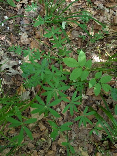 Galium sylvaticum, photograph 4