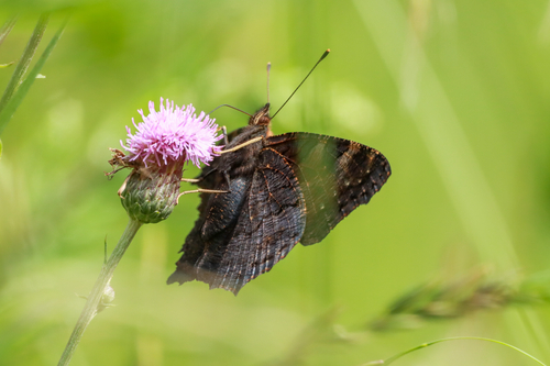 European Peacock Butterfly