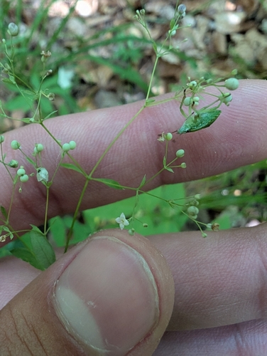 Galium sylvaticum, photograph 5