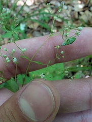 Galium sylvaticum, photograph (c) Paul F, some rights reserved (CC BY)