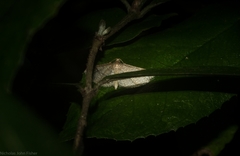 Addaea subtessellata