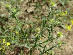 Centaurea melitensis