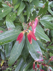 Cinnamomum iners