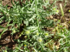 Centaurea melitensis
