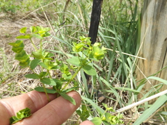 Euphorbia spathulata
