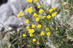 Aurinia corymbosa