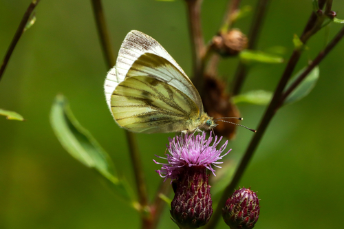 Green-veined White