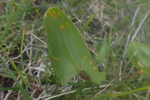 Caltha leptosepala, photograph 6
