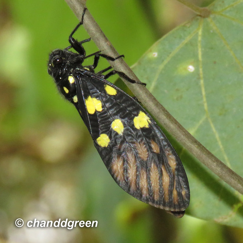 Gagini Insect Tribe Gaeanini · iNaturalist Canada
