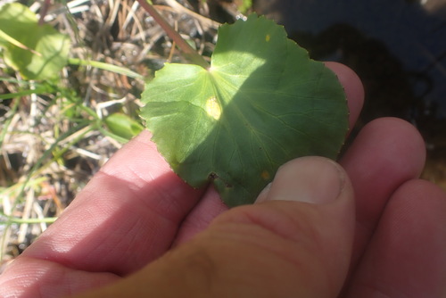 Caltha leptosepala, photograph 5
