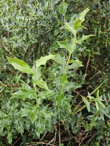 Maytenus ilicifolia